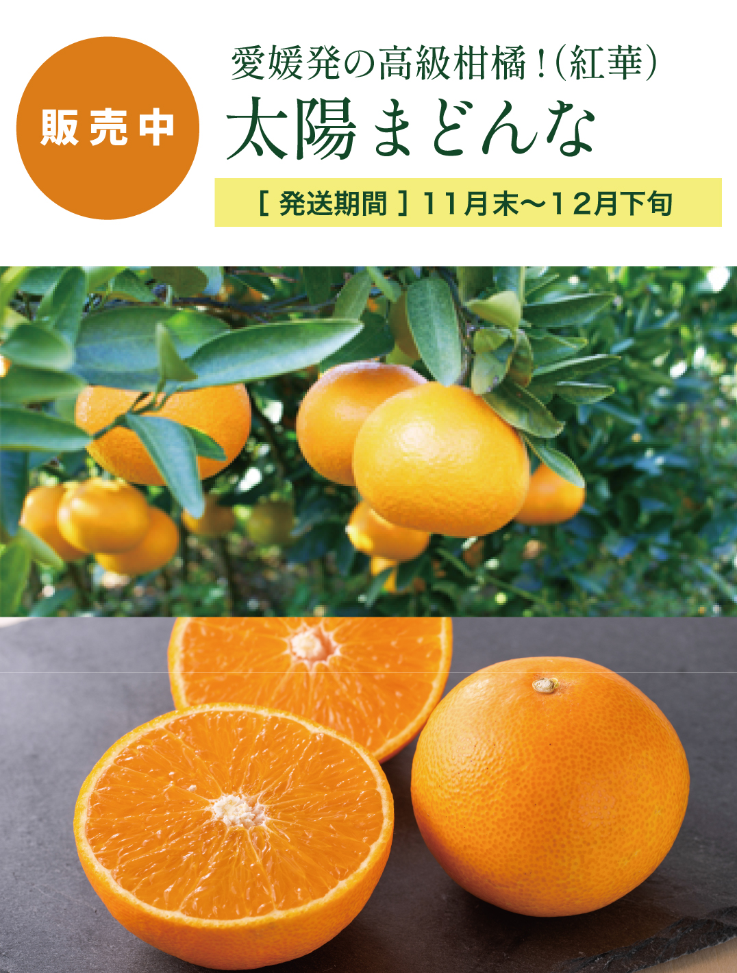 太陽まどんな
