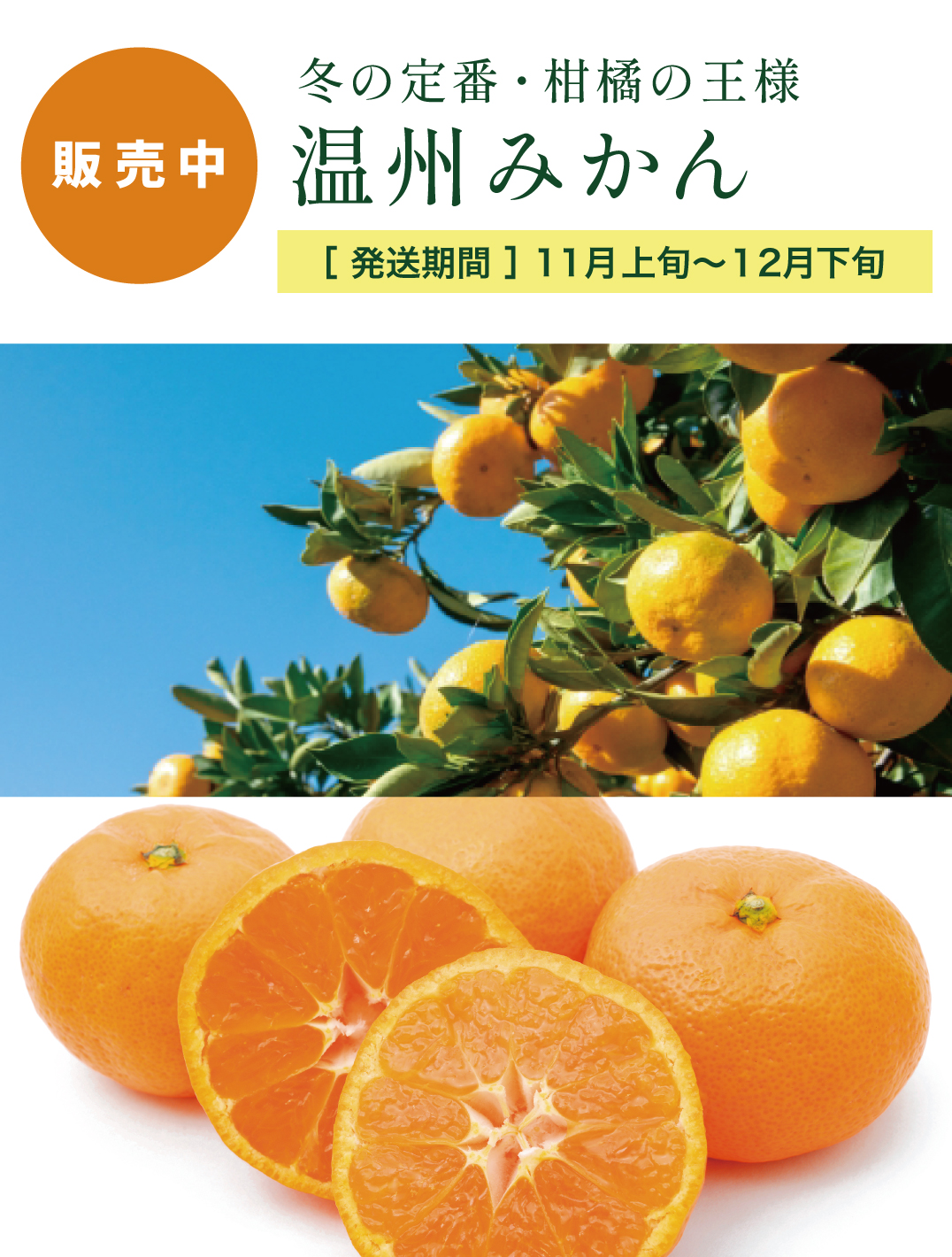 温州みかん