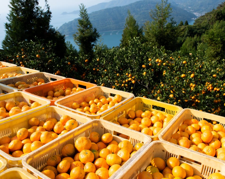 こだわりの産地直送