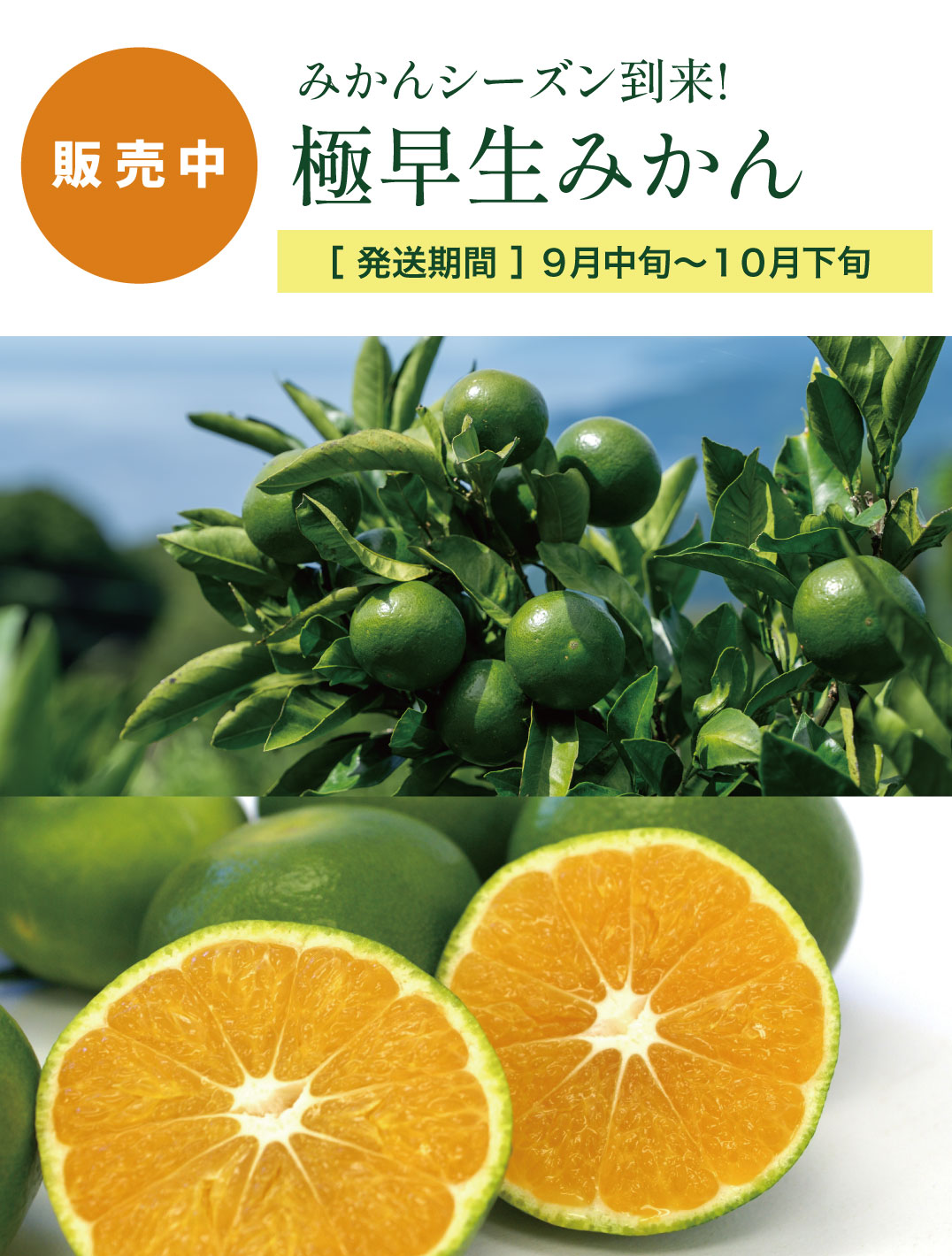 極早生みかん