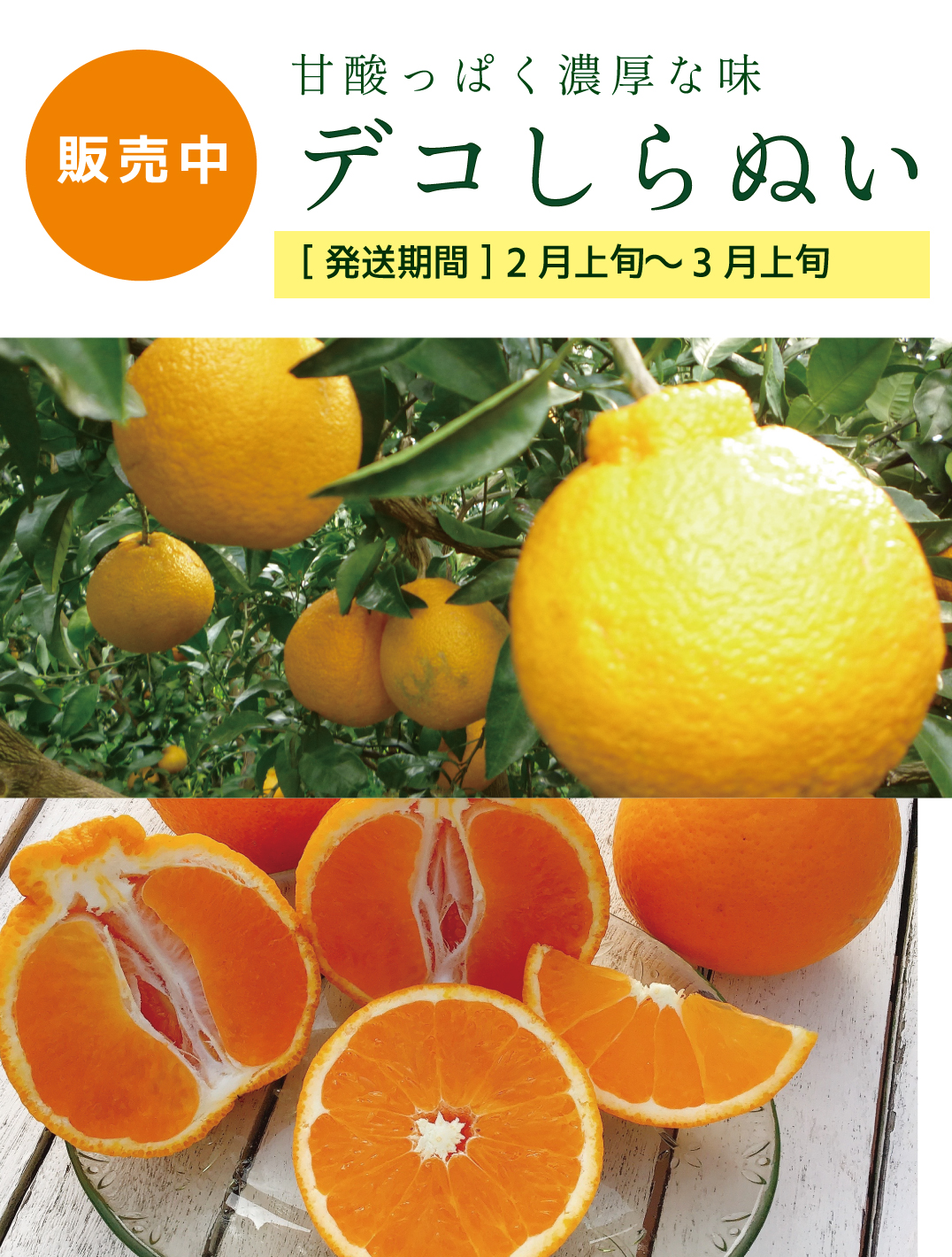 みかん産直 南の果樹園ニュウズ｜愛媛みかん・温州みかんの通販サイト