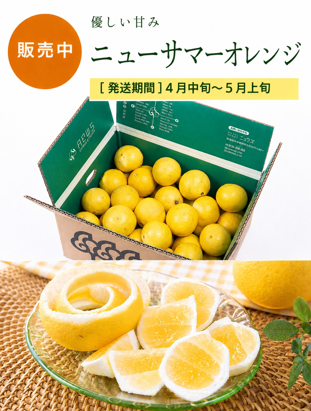 ニューサマーオレンジ