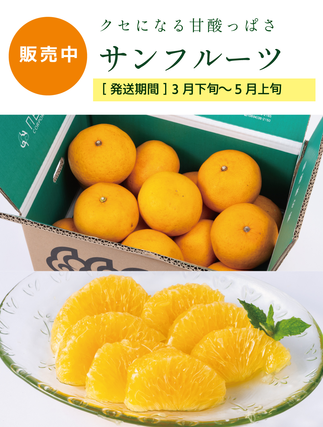 みかんページ みかん産直 南の果樹園ニュウズ｜愛媛みかん・温州みかんの通販サイト