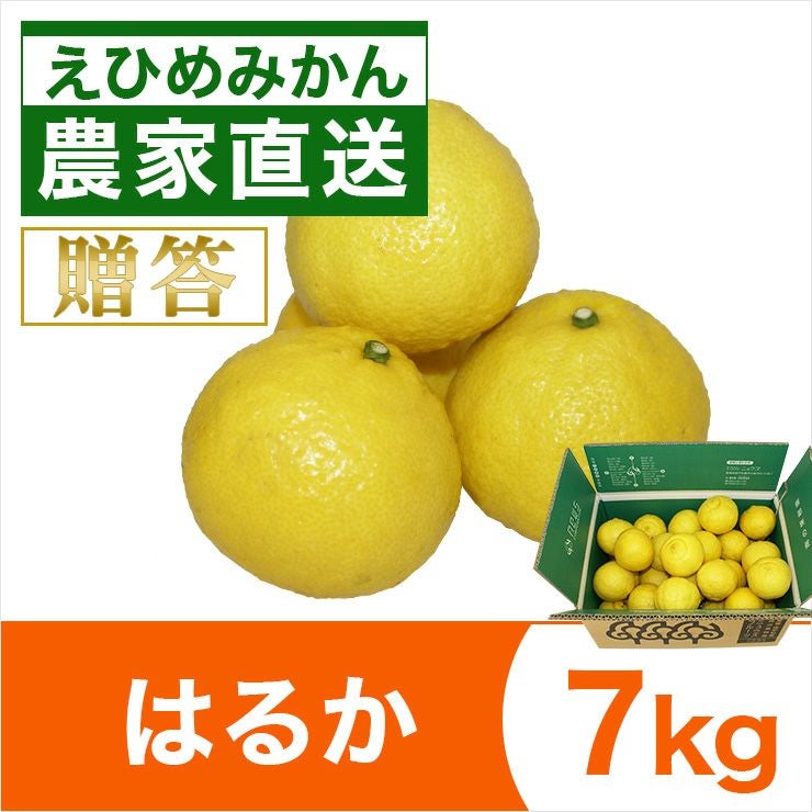 はるか | みかん産直 南の果樹園ニュウズ