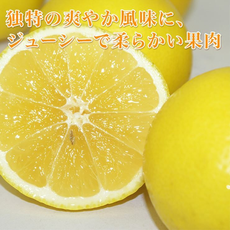 ニューサマーオレンジ3kg | みかん産直 南の果樹園ニュウズ