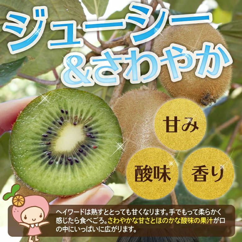 小玉キウイフルーツ3kg | みかん産直 南の果樹園ニュウズ