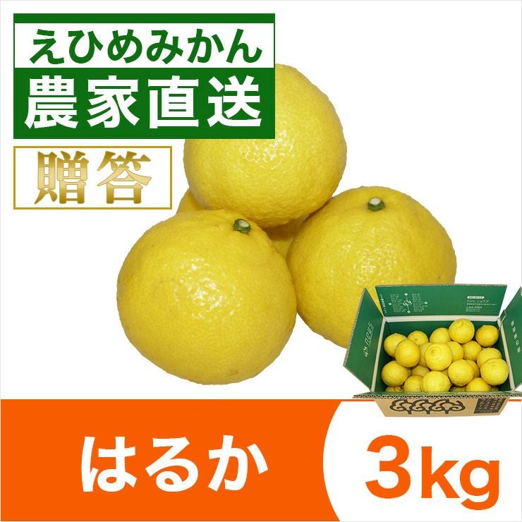 はるかみかん 3L 9キロ 長崎県西海市産 みかん 【3月上旬より順次発送】 訳あり はるか 約5kg＜中尾果樹園